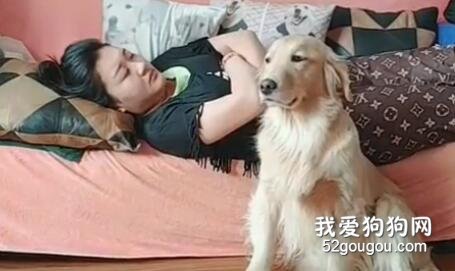 看到熟睡的主人要从沙发上掉下来，大金毛的反应……超暖！