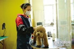 <b>A级宠物美容师谈宠物美容行业</b>