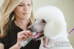 手把手教你贵宾犬的美容