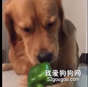 看完这只素食狗子的吃播，忍不住也想来两口…