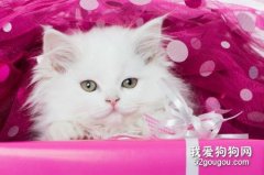 怎么给波斯猫梳毛？