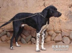 【指示犬好养吗】指示犬智商 指示犬性格大揭秘