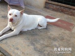 下司犬智商 下司犬性格大揭秘