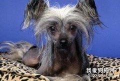 中国冠毛犬智商 中国冠毛犬性格大揭秘