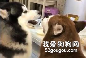 千万不要跟二哈吵架，因为...根本就吵不赢啊！