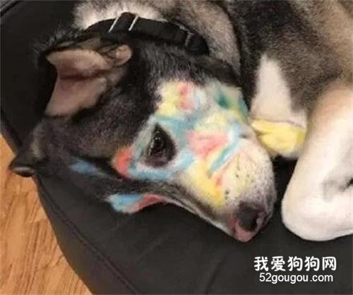 网友把二哈和孩子留在客厅，就去厨房煮晚餐，结果...