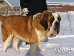 圣伯纳犬的饲养方法