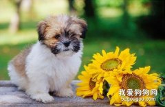 拉萨犬幼犬饲养方法