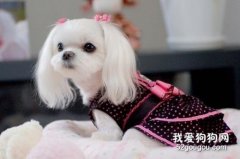 马尔济斯犬的饲养方法