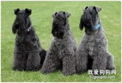 凯利蓝梗的饲养方法
