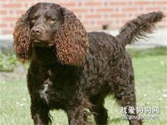 美国水猎犬的饲养方法