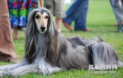 不同环境下阿富汗猎犬的饲养方法