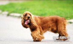 美国可卡犬的饲养方法