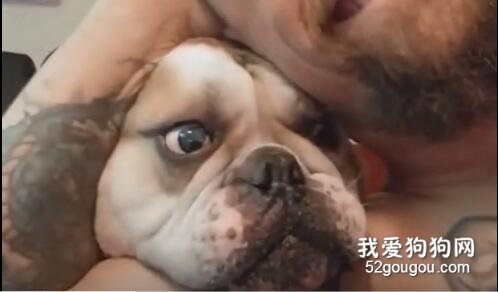沙雕主人开发新逗狗游戏，偏偏傻狗每次都还信了...