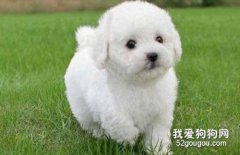 比熊犬的营养餐制作