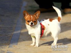 吉娃娃幼犬成长所需的营养