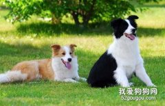 边境牧羊犬的饲养方法