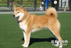 秋田犬的饲养方法
