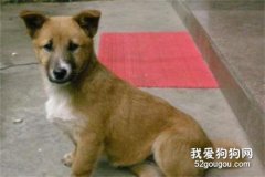 中华田园犬的饲养方法