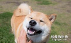 不同环境下日本柴犬的饲养方法