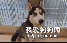 <b>二哈在家乱尿，主人刚想揍它，这货：多大事，我喝掉就是了...</b>