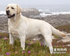 拉布拉多寻回犬的饲养方法