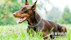 德国杜宾犬的饲养方法