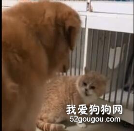 <b>金毛围观猫咪打架特别着急，结果心操多了，脸也...</b>