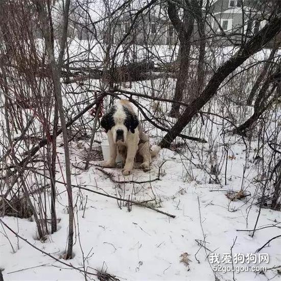<b>高龄老狗被困雪地里，两个星期后竟奇迹生还......</b>
