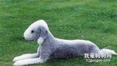 贝灵顿梗犬的美容步骤