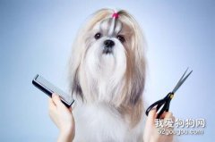 狗狗做美容 在家怎么给狗狗做美容？