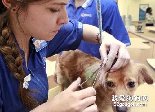 宠物美容:宠物狗狗美容需求与基本要求?