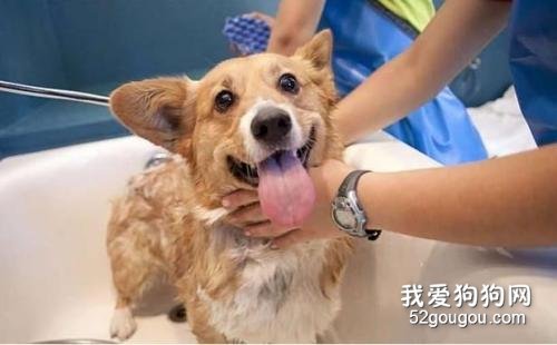 宠物美容:宠物狗狗美容需求与基本要求?