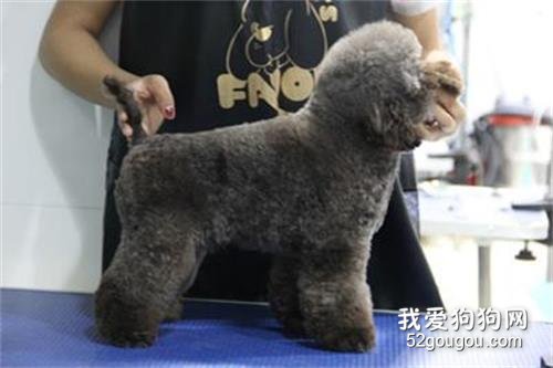 宠物美容:宠物狗狗美容需求与基本要求?