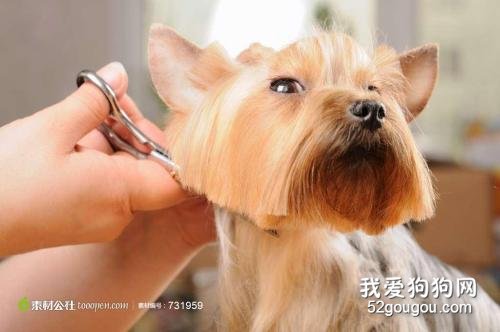 宠物美容:宠物狗狗美容需求与基本要求?