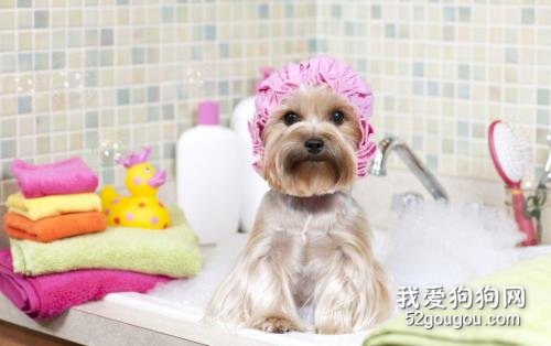 宠物美容:宠物狗狗美容需求与基本要求?