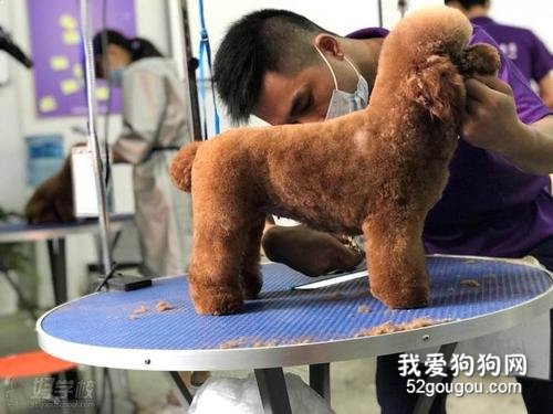 狗狗美容师、当宠物美容师好吗？