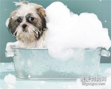 给宠物狗狗洗澡需要做哪些准备工作？