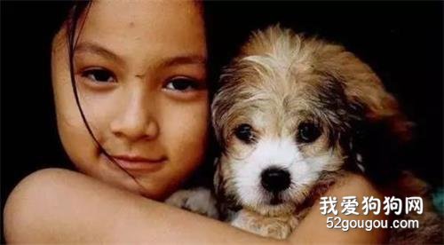 养狗注意事项