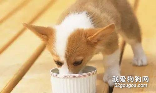 宠物狗饲养