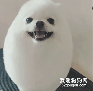 <b>带博美去做美容，结果接回来了一只白煮蛋...</b>
