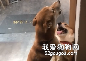 <b>柴犬的处世哲学：高手过招，点到即止！</b>