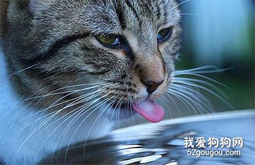 猫咪喝水