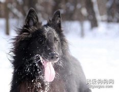 比利时牧羊犬价格，比利时牧羊犬多少钱一只?