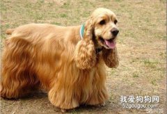 美国可卡和英国可卡犬的区别是什么