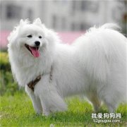 日本狐狸犬介绍，日本狐狸犬选购技巧