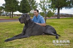 大丹犬凶吗？大丹犬性格怎么样？