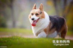 柯基幼犬怎么挑选？如何看品相？