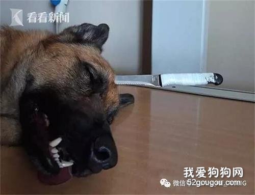 <b>主人遭抢忠犬挺身而出 头插尖刀血流满面追歹徒</b>