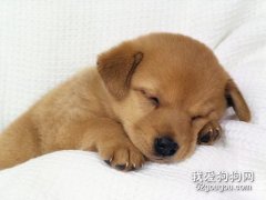 犬瘟热病毒怎么治疗